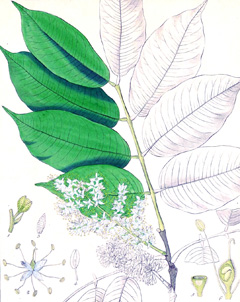 Copaifera guyanensis Hoepel, Guyanense Copaiba